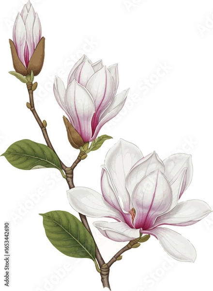 Fototapeta Three Stems of Magnolia in Progression