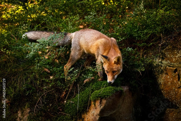 Fototapeta Fox in blueberry. Portrait of red fox, Vulpes vulpes, in green forest. Fox sniffs about prey in blueberry. Beautiful orange fur coat animal. Summer nature. Wildlife. Clever beast in natural habitat.