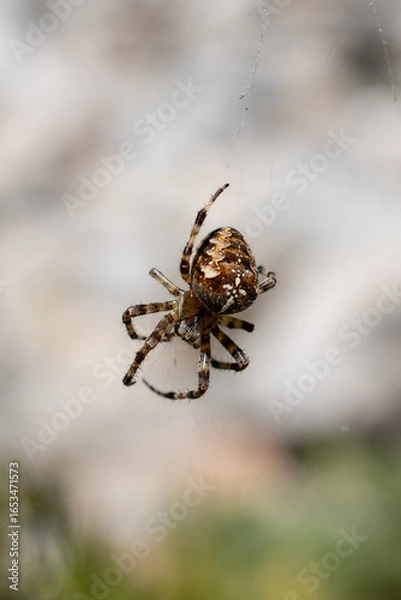 Obraz spider on a web