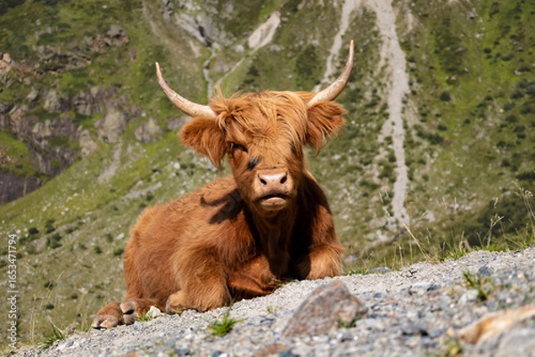 Fototapeta highland cow with horns