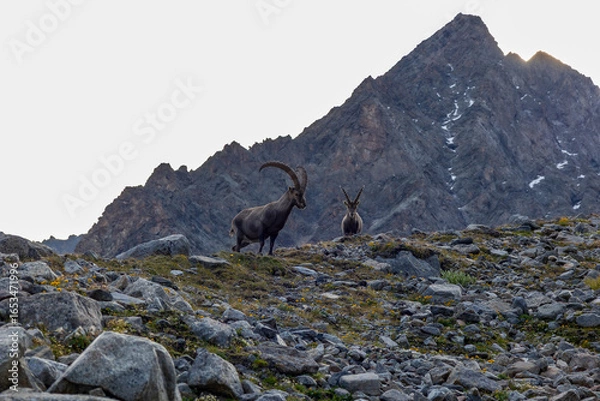 Obraz mountain goat on the rock