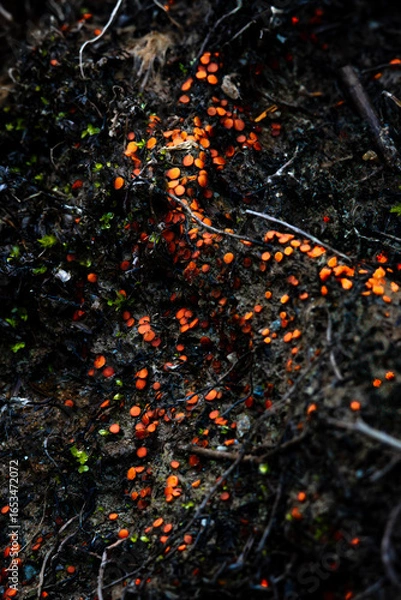 Fototapeta Macro mushrooms