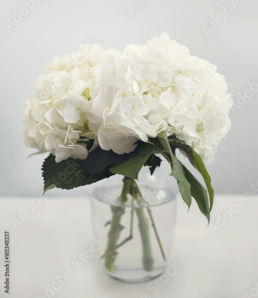 Obraz White hydrangea flowers in a vase