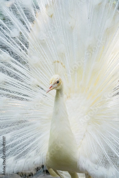 Obraz The White Peacock (Pavo cristatus mut. alba) is a genetic mutation of the Indian peafowl (Pavo cristatus) which causes a lack of melanin pigment production, so its feathers are white