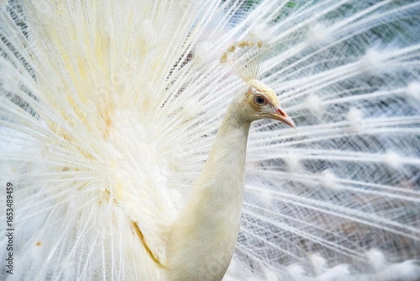 Obraz The White Peacock (Pavo cristatus mut. alba) is a genetic mutation of the Indian peafowl (Pavo cristatus) which causes a lack of melanin pigment production, so its feathers are white