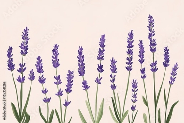 Fototapeta A minimalist illustration of Spanish lavender, using soft, flowing lines and pastel colors.Spanish Lavender,fragrant plant,ornamental shrub,purple bloom.