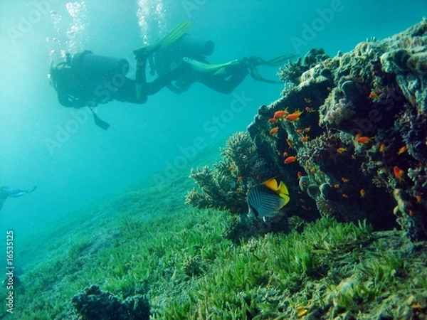 Obraz Tauchen, rotes Meer