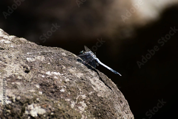 Obraz 庭園の岩にとまるシオカラトンボ