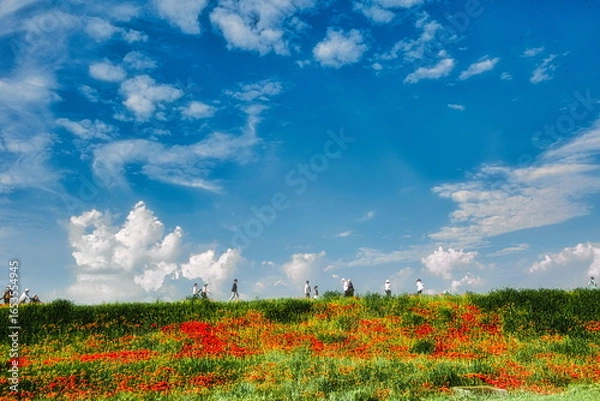 Obraz お彼岸になると川の堤には彼岸花が咲き、真っ赤な絨毯を敷いたような景色になります