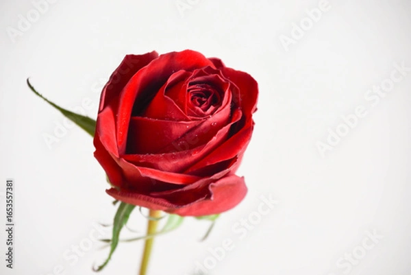 Fototapeta 赤いばら