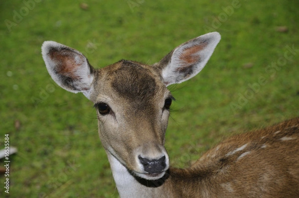 Fototapeta Cerbiatto