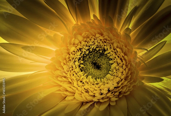 Fototapeta Yellow Gerber Daisy macro