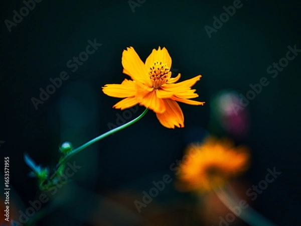 Fototapeta 早秋の日本の公園ではキバナコスモスが咲き秋の来たことを教えてくれます