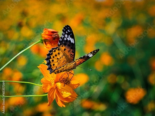 Obraz 早秋の日本の公園ではキバナコスモスが咲き秋の来たことを教えてくれます