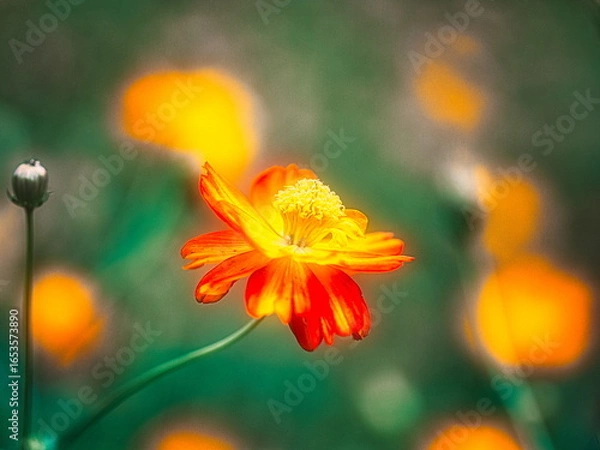 Fototapeta 早秋の日本の公園ではキバナコスモスが咲き秋の来たことを教えてくれます