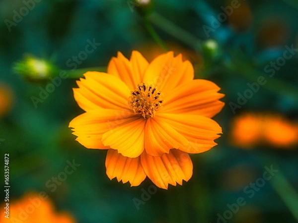 Obraz 早秋の日本の公園ではキバナコスモスが咲き秋の来たことを教えてくれます