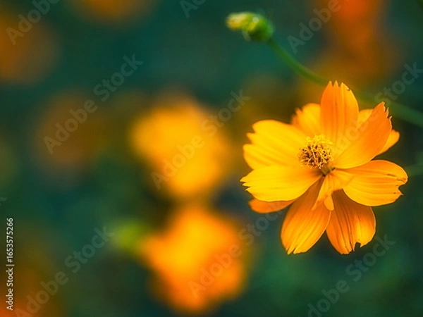 Obraz 早秋の日本の公園ではキバナコスモスが咲き秋の来たことを教えてくれます