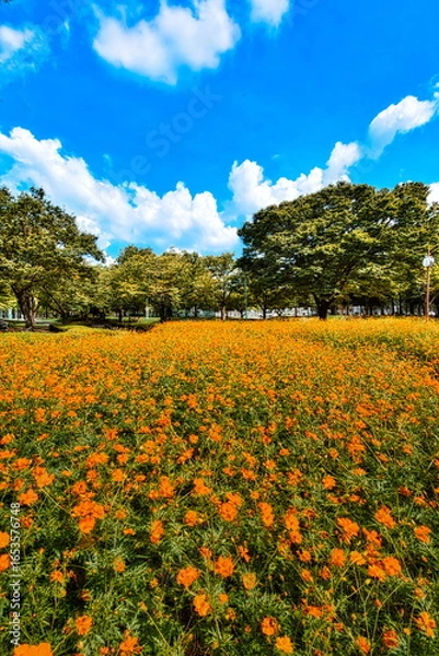 Obraz 早秋の日本の公園ではキバナコスモスが咲き秋の来たことを教えてくれます