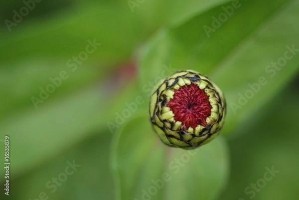 Obraz bouton de fleur