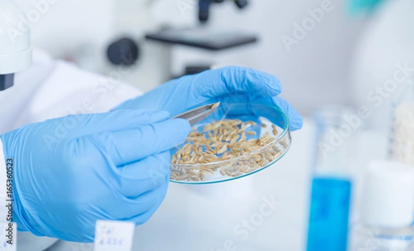 Fototapeta Laboratory assistant in the laboratory of of food quality.Cell culture assay to test genetically modified seed..