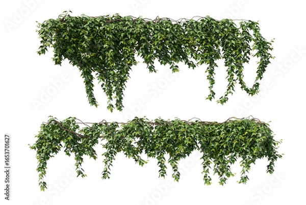 Fototapeta Cut out realistic greenery ivy, vine and creeper plants on transparent backgrounds. High quality 3d rendering. png format	
