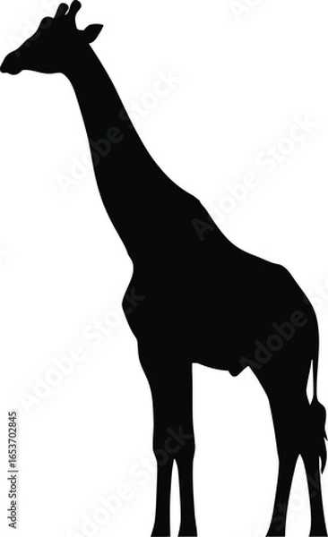 Fototapeta A full-length black silhouette of a giraffe standing in profile on a white background.
