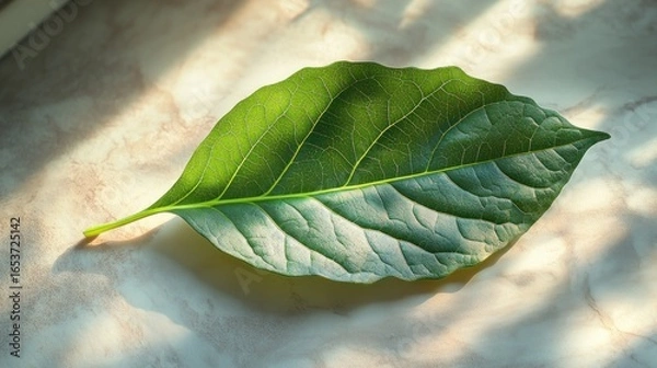 Obraz Close-up of a single vibrant green leaf, resting on a light beige surface, illuminated by sunlight