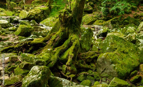 Obraz 赤目四十八滝　散策路