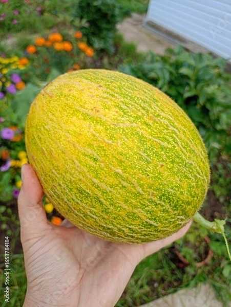 Obraz melon on the field