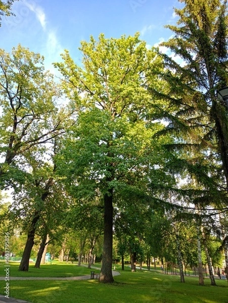 Obraz trees in the park