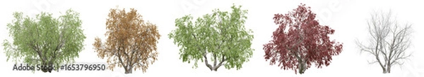 Fototapeta Collection of Black Willow trees with isolated on transparent background. PNG file, 3D rendering illustration, Clip art and cut out