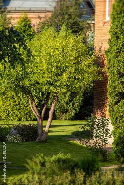 Fototapeta View from the window to the backyard of a private house.