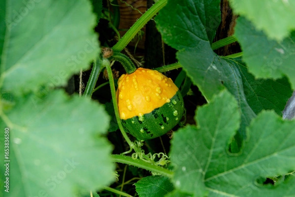 Fototapeta A two-colored green-yellow green pumpkin with pimples among the leaves. Close up