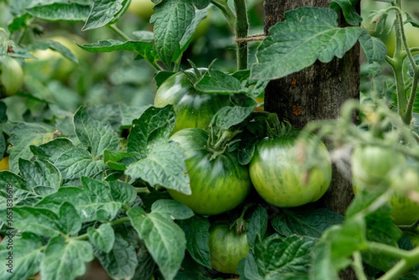 Fototapeta Green tomatoes in the summer garden. Close-up.