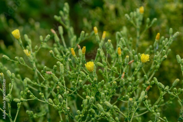 Fototapeta Yellow lettuce flowers in inflorescences. Close up