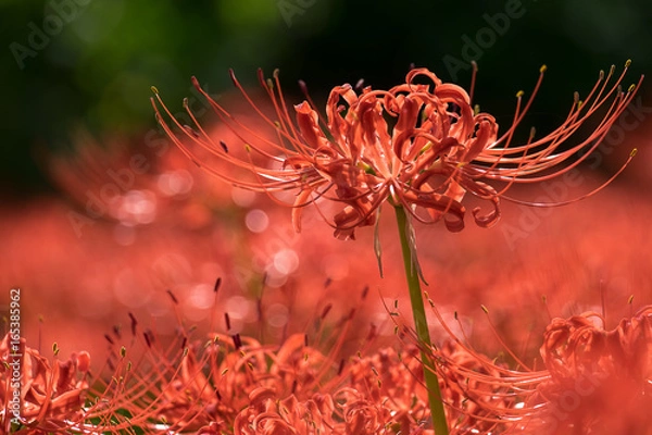 Fototapeta 彼岸花
