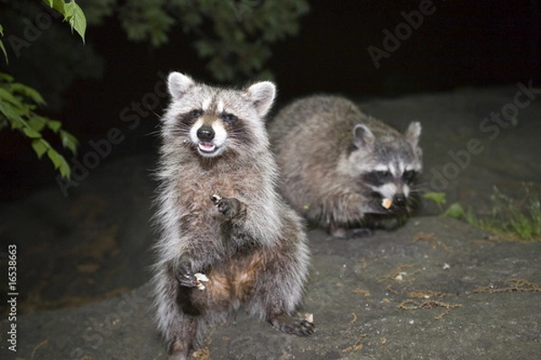 Obraz Raccoons in Central Park