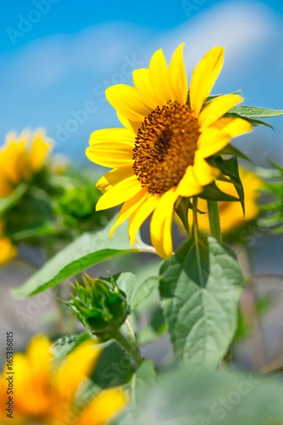 Fototapeta ヒマワリ