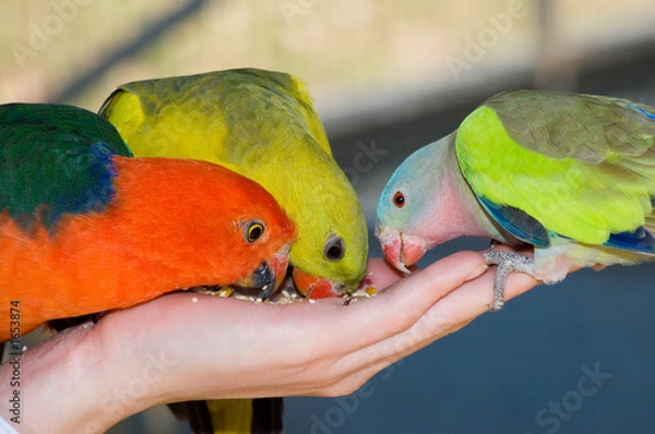 Obraz trio of feeding parrots