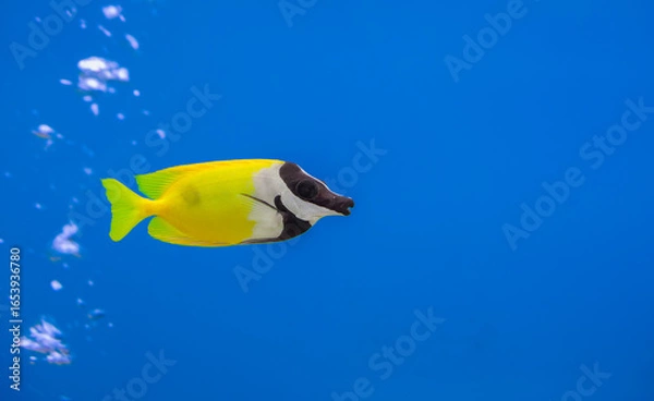 Fototapeta Vibrant yellow foxface rabbitfish (Siganus vulpinus) swimming in blue water. Bright yellow and black blackface rabbitfish swims gracefully in a clear blue aquarium with bubbles floating in background.