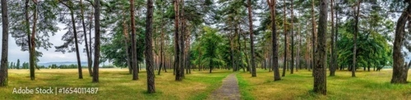 Fototapeta Forest path through tall pines