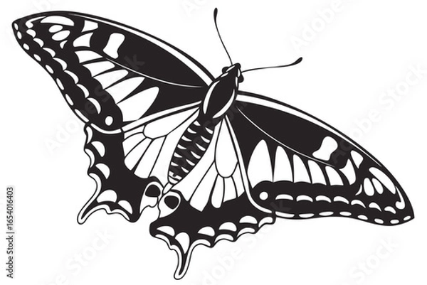 Fototapeta Detailed vector illustration of a butterfly isolated on white background