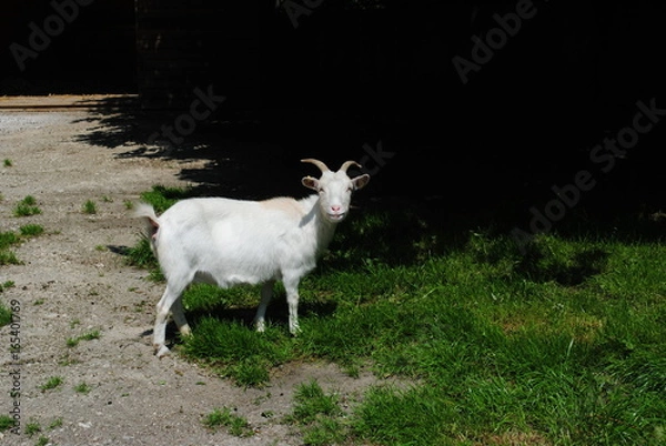 Obraz Weiße Ziege