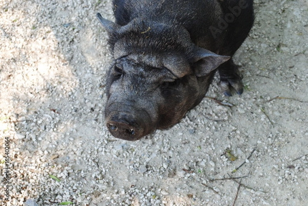 Obraz Hängebauchschwein