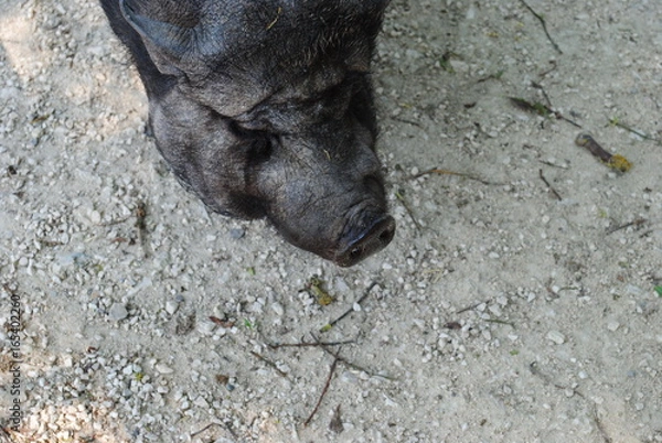 Obraz Hängebauchschwein