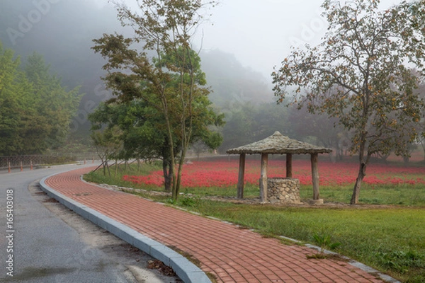 Fototapeta 빨간 꽃무릇꽃이 핀 아침