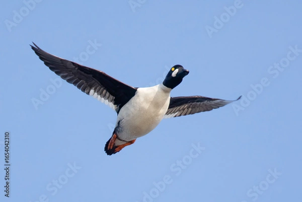 Obraz Common Goldeneye