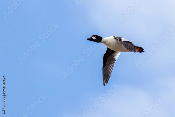 Obraz Common Goldeneye