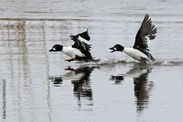 Obraz Common Goldeneye