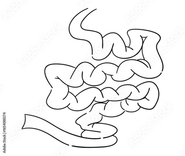 Obraz 小腸の線画イラスト